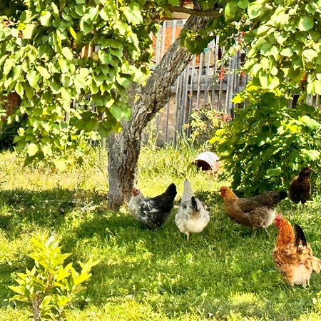 Eco House Summer Garden Kaji-Say Kültér fotó