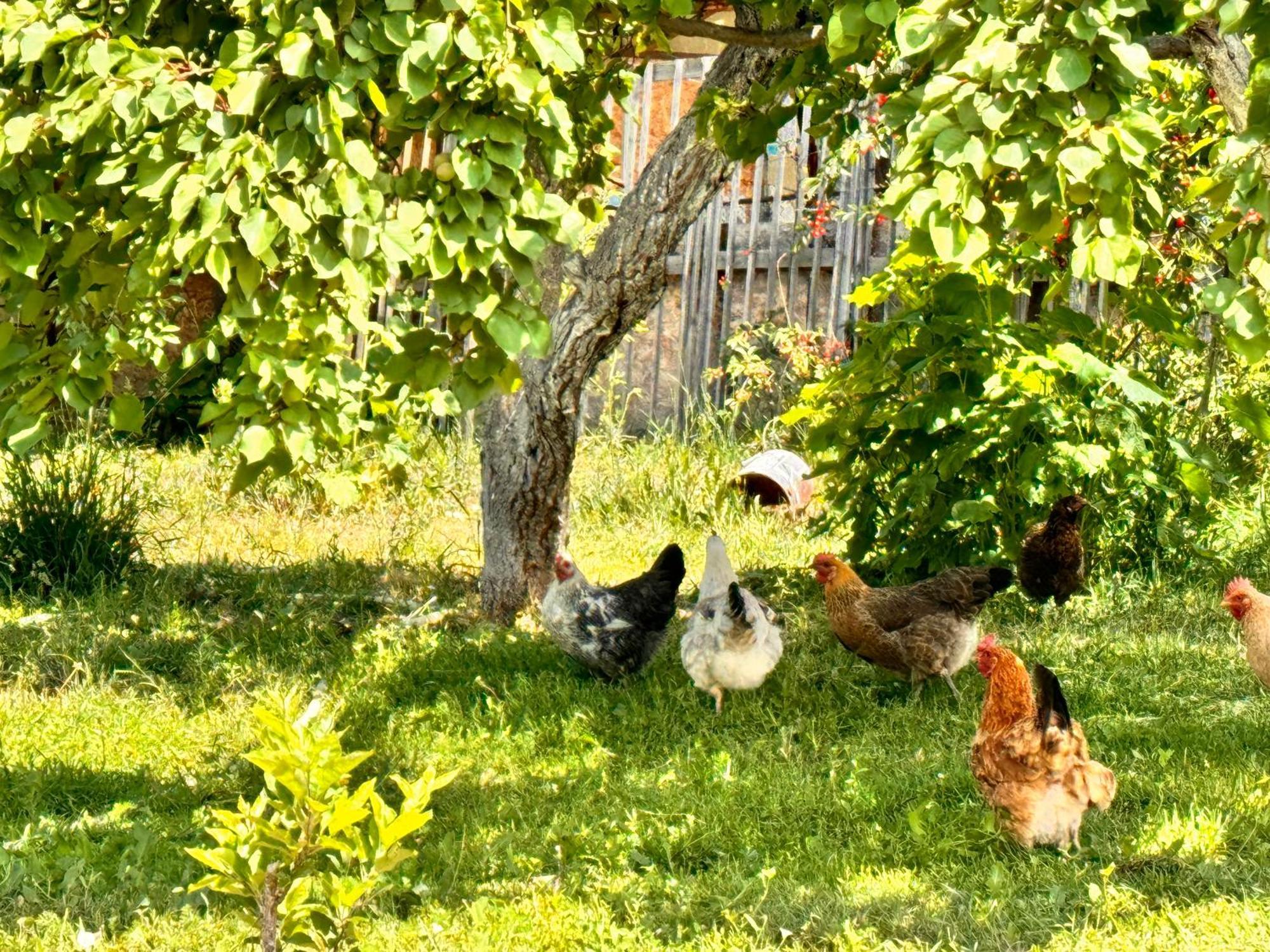 Eco House Summer Garden Kaji-Say Kültér fotó