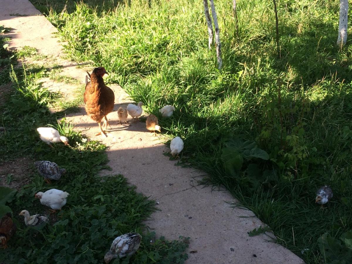 Eco House Summer Garden Kaji-Say Kültér fotó